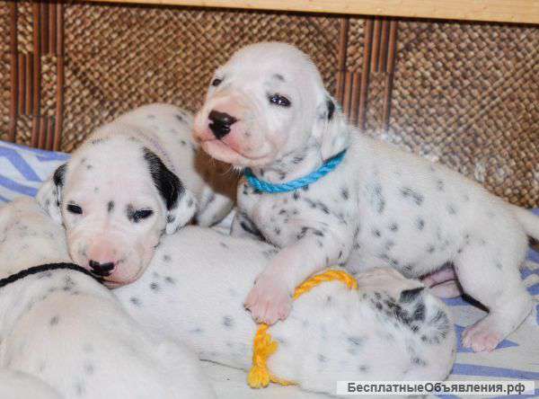 Щенки далматина из питомника РКФ