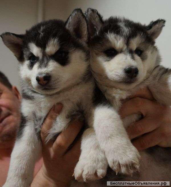 Щенки сибирский хаски