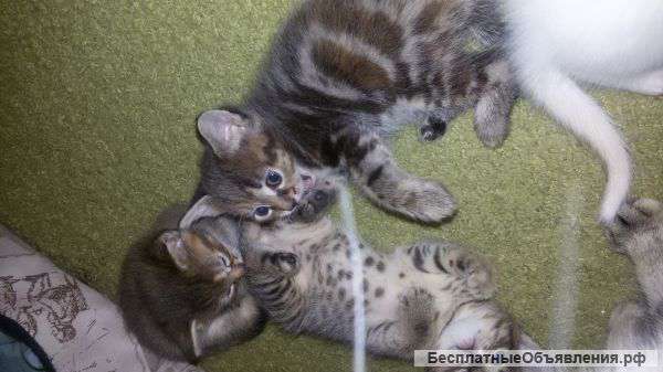 Метисы абиссинского кота