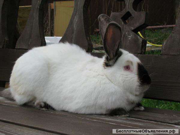 Кроликов Мясных Пород