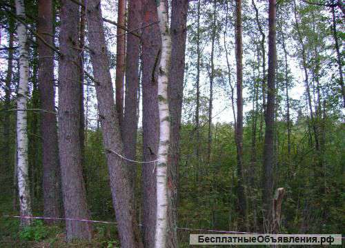 Земельный участок ровный с лесопосадками