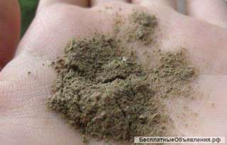 Водоросли ламинарии в Украине