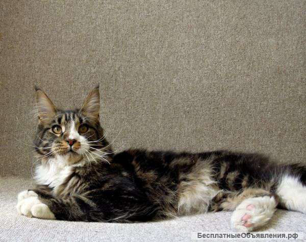 Мейн кун котята