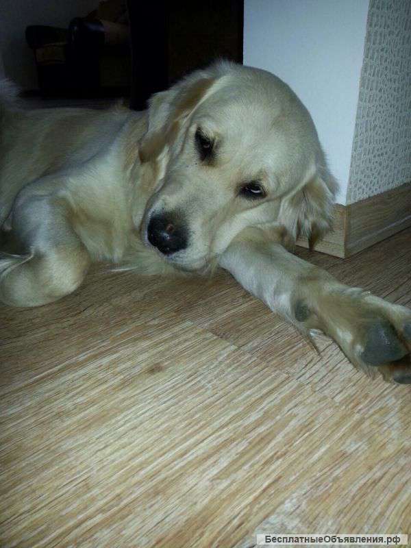 Золотистый ретривер Дилан,деликатный и послушный,в дар
