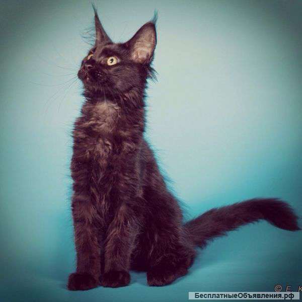 Котята Мейн-кун редкого окраса