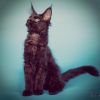 Котята Мейн-кун редкого окраса