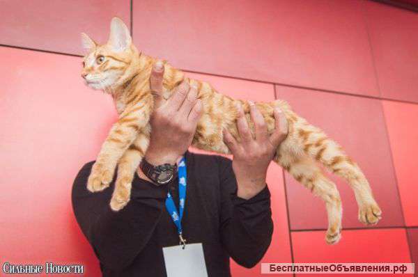 Породистые котята курильского бобтейла