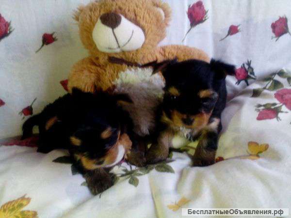 Собаку Йоркширского терьера