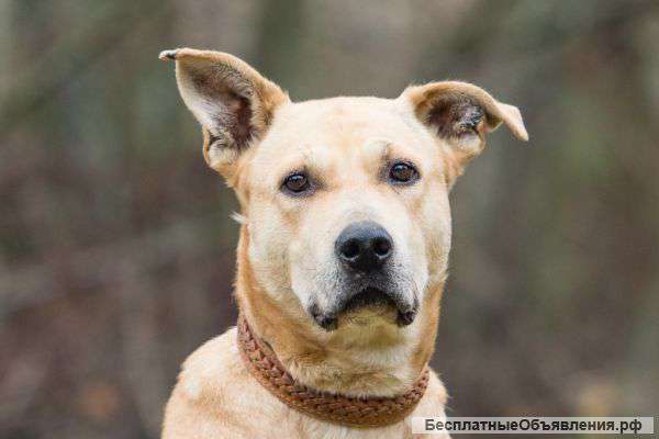 Стефания – сила, красота и очарование В дар