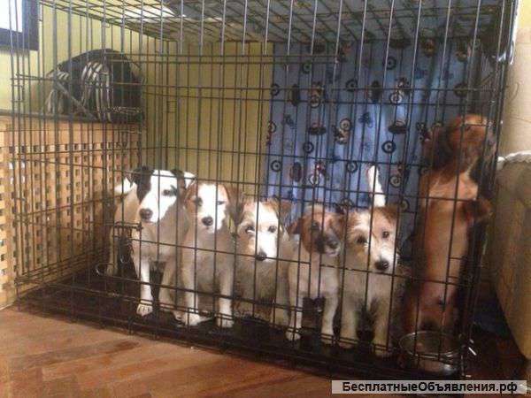 Клетки для собак -хулиганов