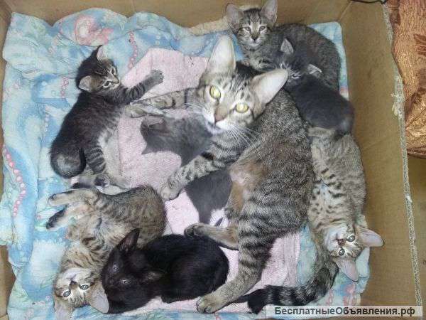 Котята в ДАР