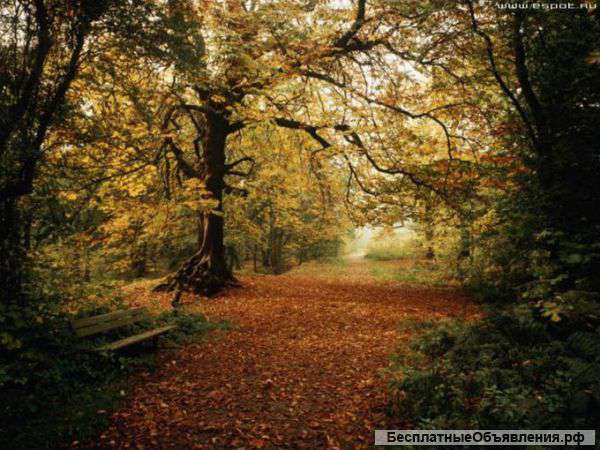 Оклейка обоев