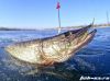 Свежезамороженная рыба