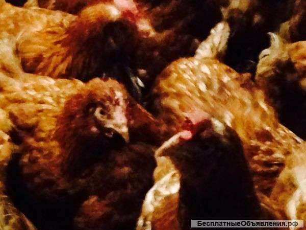 Куры несушки