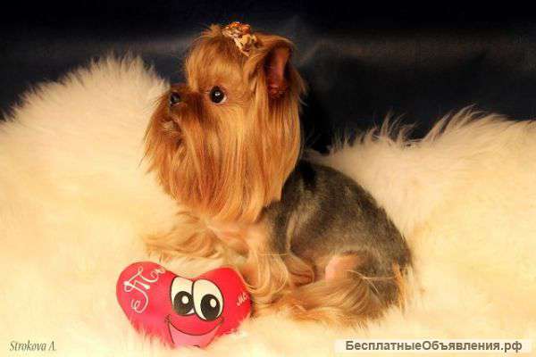 Маленький йорк для вязки с документами