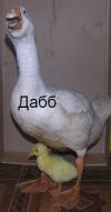 Сельхоз птица породная от заводчика