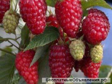 Крупноплодная малина и земляника