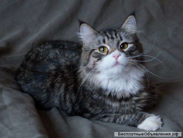 Котят сибирской породы