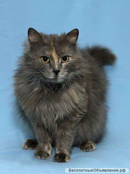 Тосик-чёрный носик в добрые руки