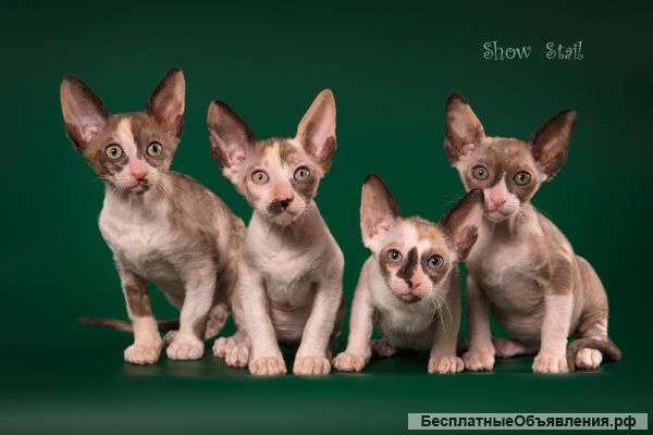 Кудрявые черепаховые кошечки