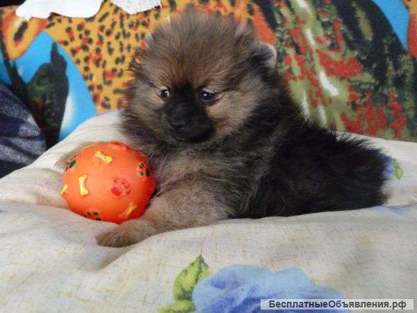 Щенки миниатюрного шпица