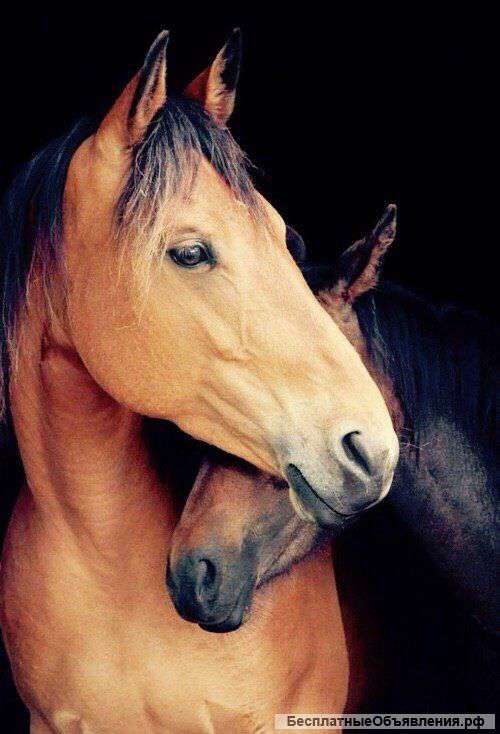 Аренда коня