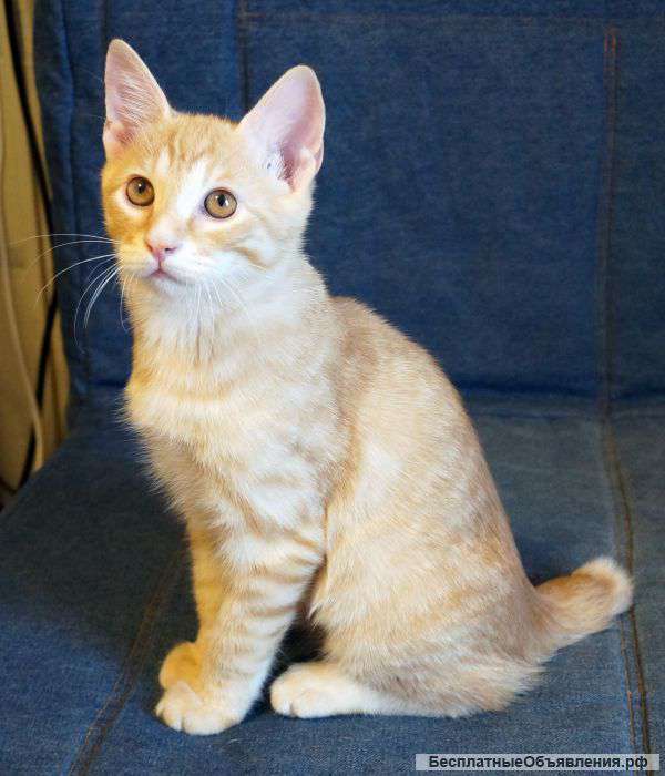 Котята курильского бобтейла