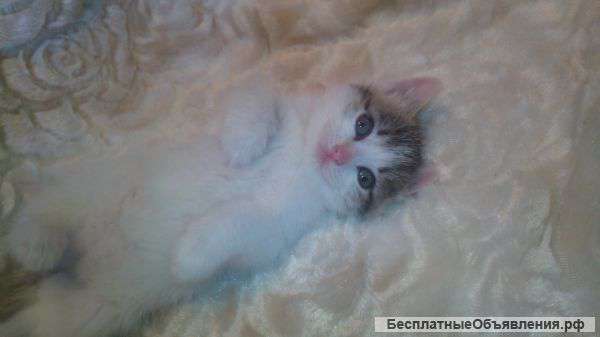 Маленький котенок в ДАР
