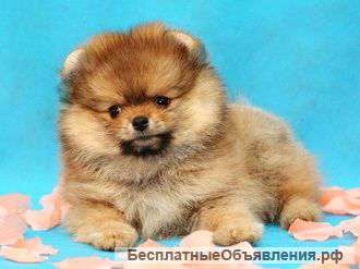 Щенки померанского шпица