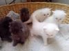 Котята турецкой ангоры