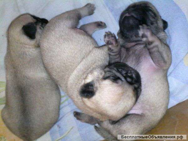 Щенков мопса оптом