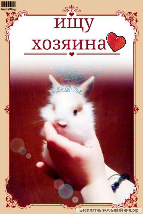 Ушастые друзья