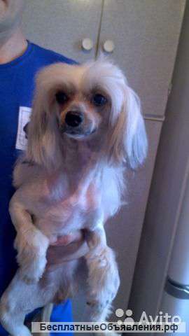 Взрослая девочка пуховка