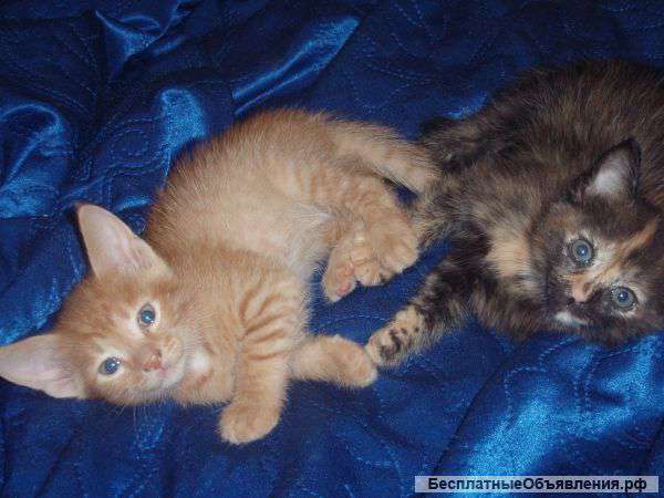 Домашние котята хорошим людям