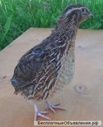 Перепелов, порода Эстонцы