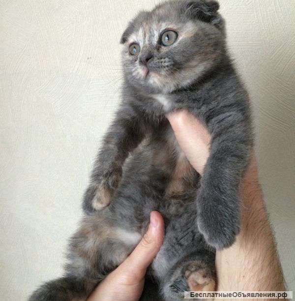 Шотландские вислоухие котята