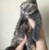 Шотландские вислоухие котята