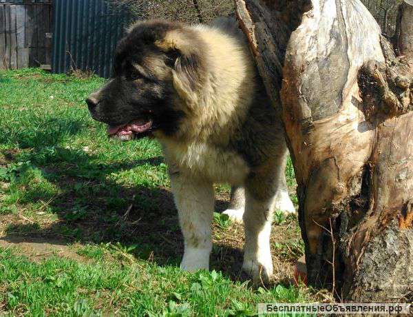 Щенок Кавказской овчарки