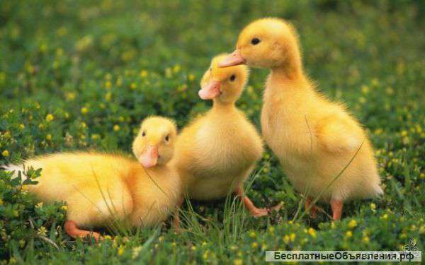 Мускусные утята