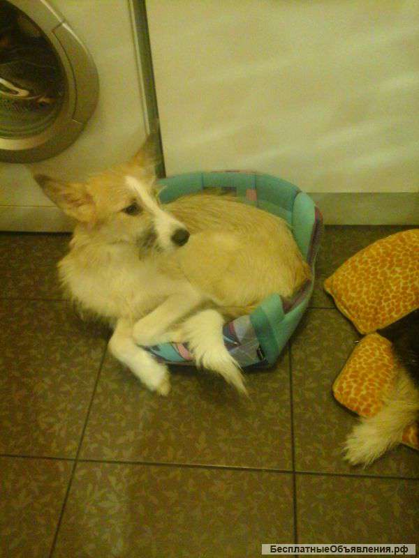 Отдам в хорошие руки бесплатно