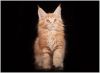 Котят породы Мейн-кун