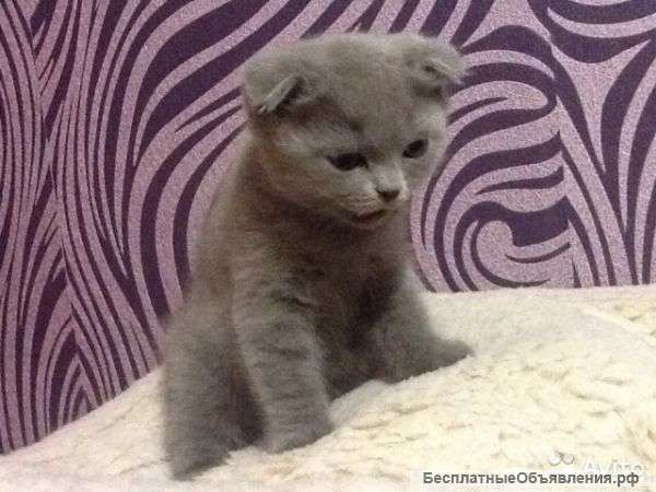 Котенка британского мальчика. 2/5 мес