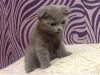 Котенка британского мальчика. 2/5 мес