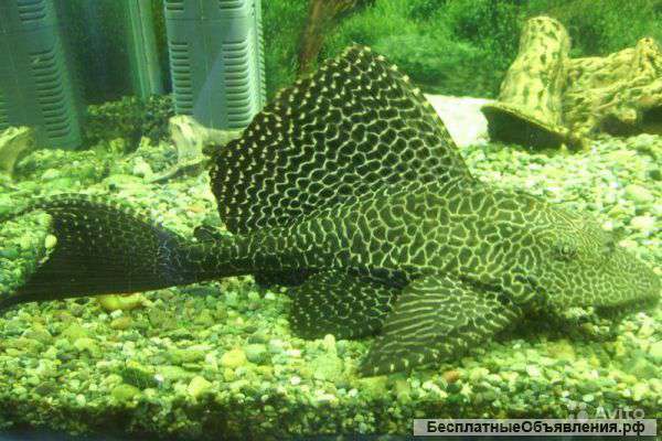 Парчевого сома