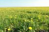Земельный участок 6 соток Клинский район