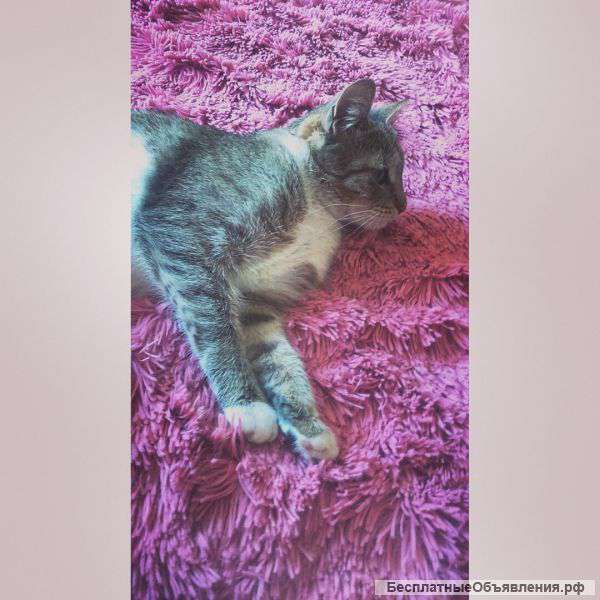 Котенок(девочка) - в дар