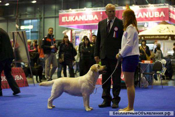 Подготовка к выставкам, дрессировка