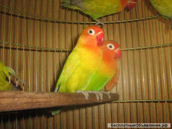 Золотистые не разлучники фишера