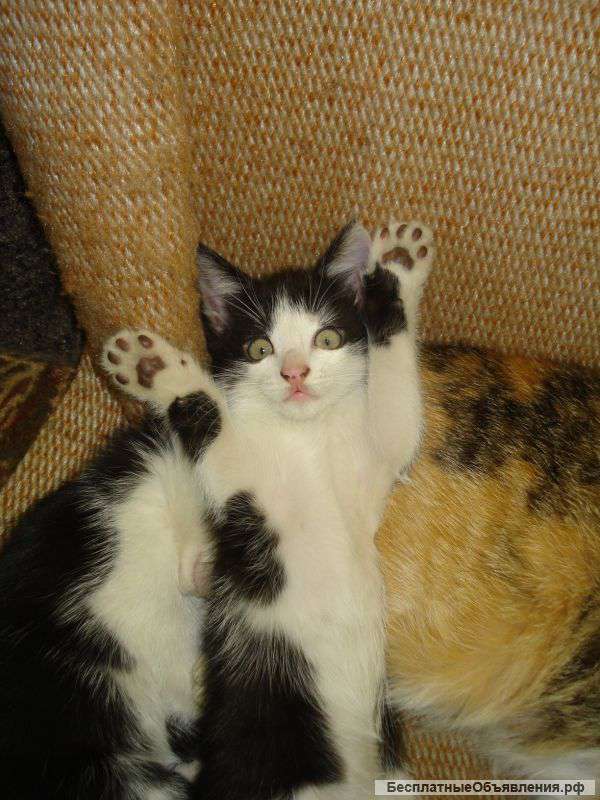 Котята ищут дом Котята в добрые руки