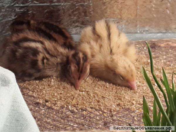 Перепела, перепёлки, перепелята